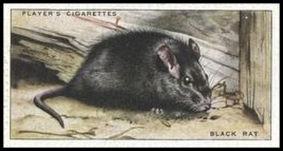39PAC 30 Black Rat.jpg
